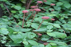 Lecanthus peduncularis